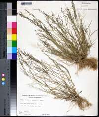 Eragrostis pilosa image