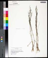 Eragrostis pilosa image