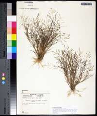 Eragrostis minor image