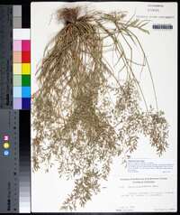 Eragrostis minor image