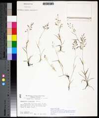 Eragrostis minor image