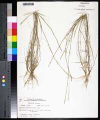 Sporobolus vaginiflorus image