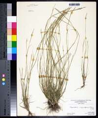 Sporobolus vaginiflorus image
