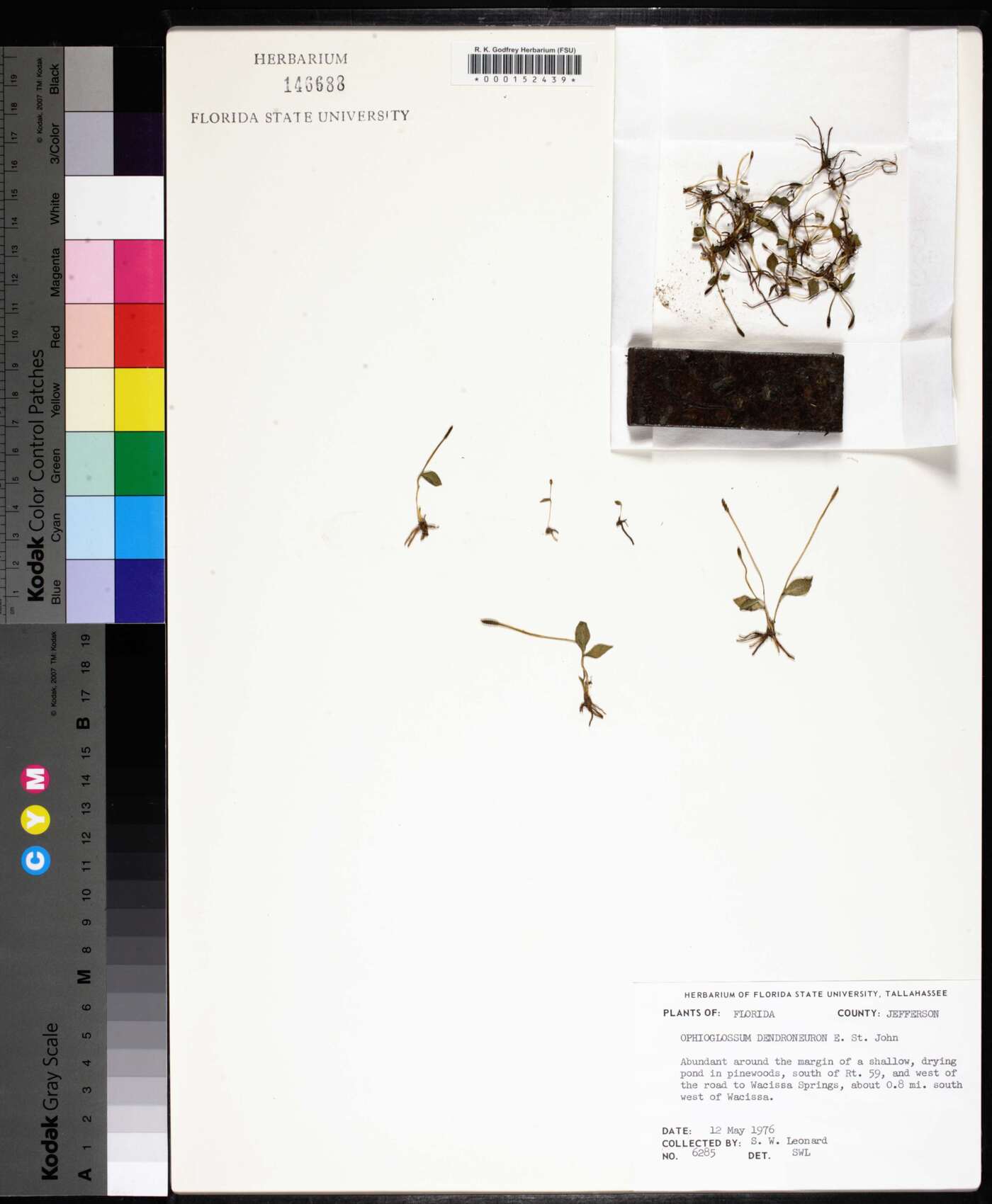 Ophioglossum nudicaule image