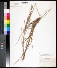 Schizachyrium scoparium var. scoparium image