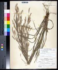 Schizachyrium scoparium var. scoparium image