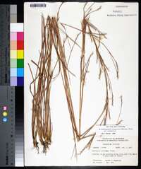 Schizachyrium scoparium var. scoparium image