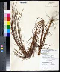 Schizachyrium scoparium var. scoparium image