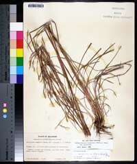 Schizachyrium scoparium var. scoparium image