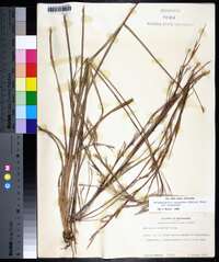 Schizachyrium scoparium var. scoparium image