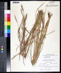 Schizachyrium scoparium var. scoparium image