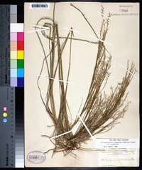 Schizachyrium scoparium var. scoparium image