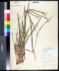 Schizachyrium scoparium var. scoparium image