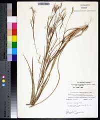 Schizachyrium scoparium var. scoparium image