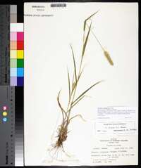 Pennisetum glaucum image