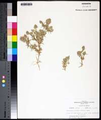 Eragrostis reptans image