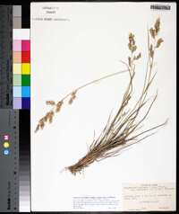 Eragrostis secundiflora image