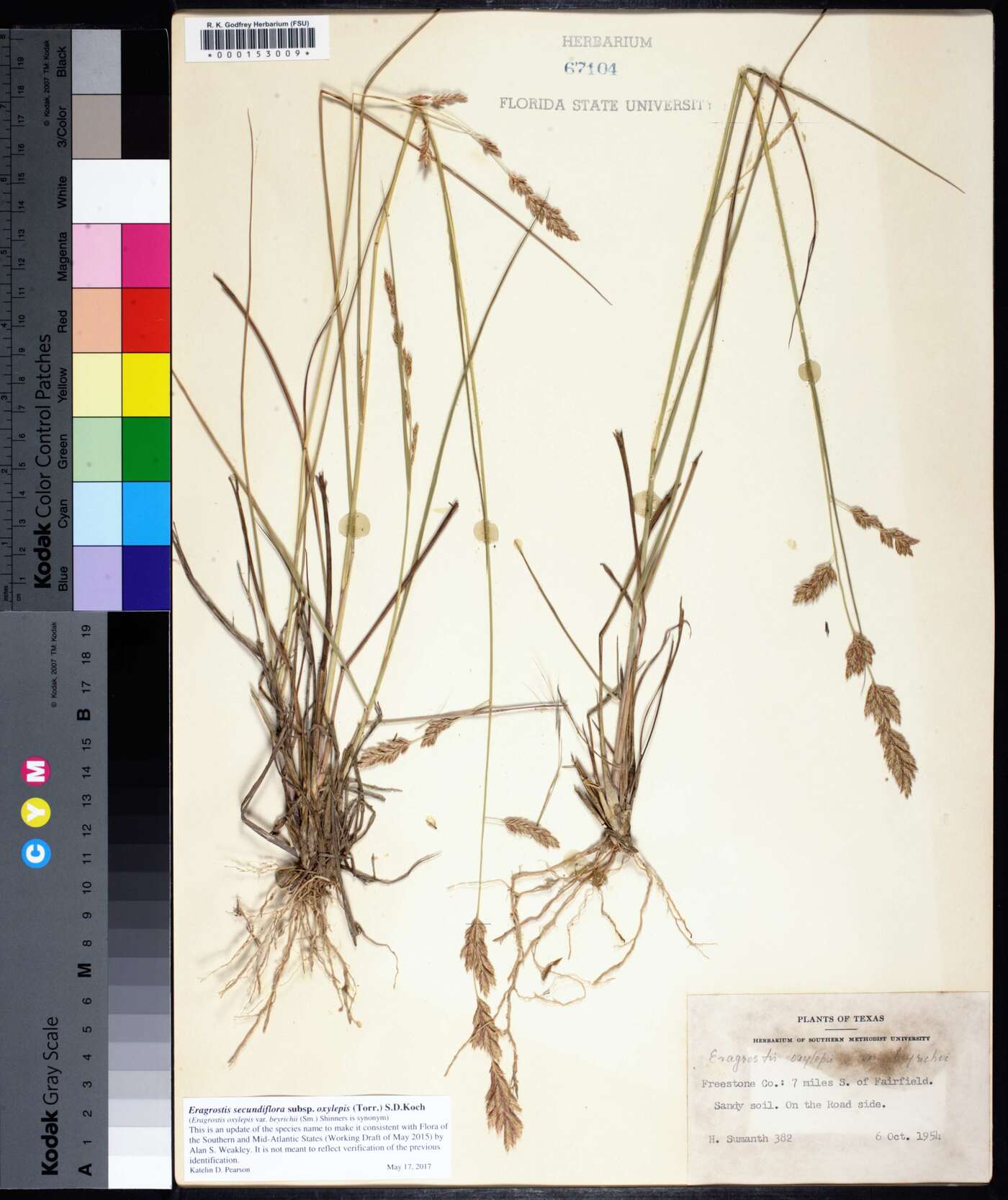 Eragrostis secundiflora image