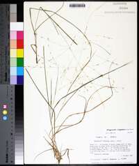 Eragrostis virginica image