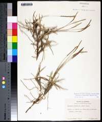 Eremochloa ophiuroides image