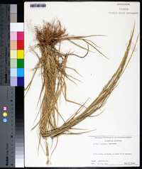 Eriochloa contracta image