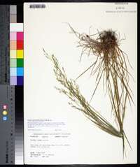 Festuca subverticillata image