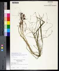 Festuca subverticillata image