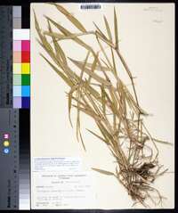 Urochloa plantaginea image