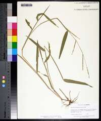 Urochloa platyphylla image