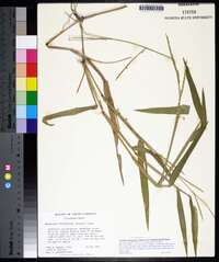 Urochloa platyphylla image