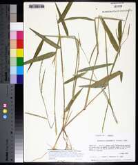 Urochloa platyphylla image