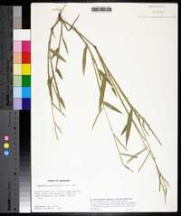 Urochloa platyphylla image