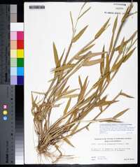 Urochloa platyphylla image