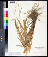 Urochloa platyphylla image