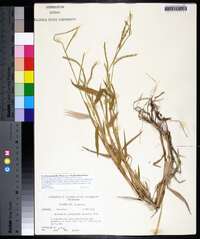 Urochloa platyphylla image