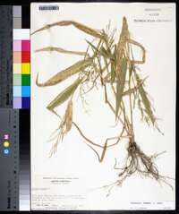 Urochloa ramosa image