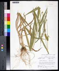 Urochloa texana image