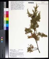 Chamaecyparis thyoides image