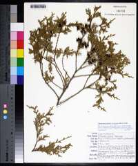 Chamaecyparis thyoides var. henryae image