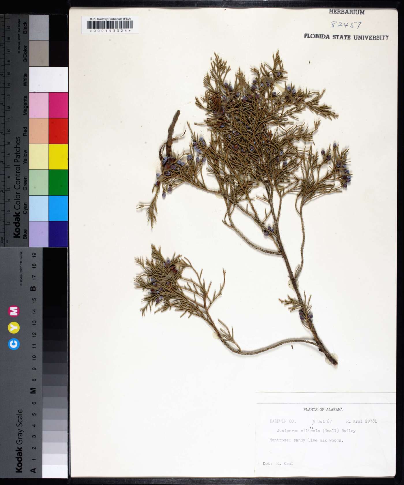 Juniperus silicicola image