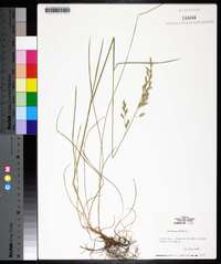 Festuca rubra image