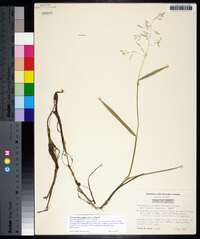 Torreyochloa pallida image