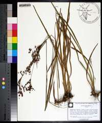 Juncus biflorus image