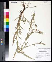 Hackelochloa granularis image