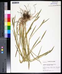 Hordeum brachyantherum image