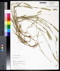 Hordeum pusillum image