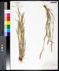 Hordeum pusillum image