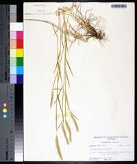 Hordeum pusillum image