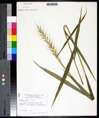 Elymus hystrix image