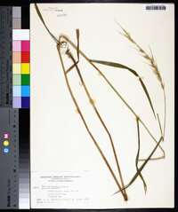 Elymus hystrix image